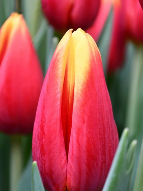 Купить тюльпаны HENNIE V.D. MOST оптом в Улан-Удэ