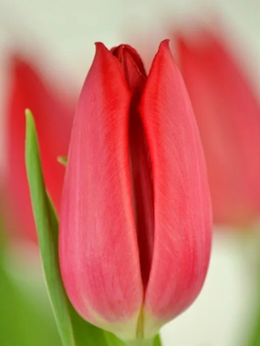 Купить тюльпаны FIRST STAR оптом в Улан-Удэ