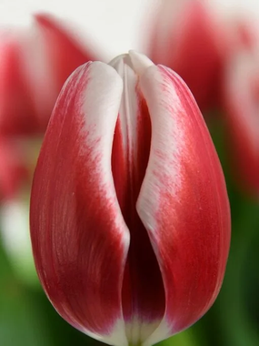 Купить тюльпаны TIMELESS оптом в Улан-Удэ