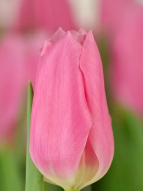 Купить тюльпаны MATCHMAKER оптом в Улан-Удэ