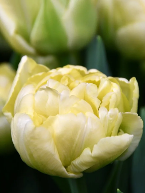 Купить тюльпаны AVANT GARDE оптом в Улан-Удэ