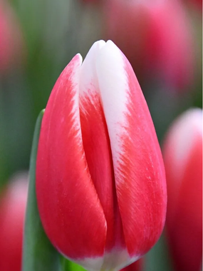 Купить тюльпаны PAUL MCCARTNEY оптом в Улан-Удэ