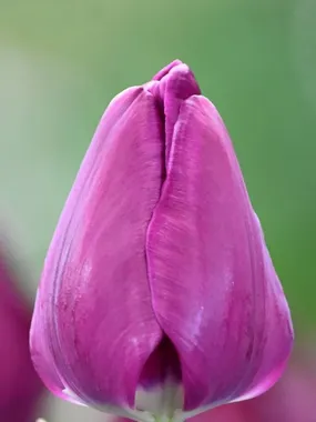 Купить тюльпаны PURPLE ANGEL оптом в Улан-Удэ