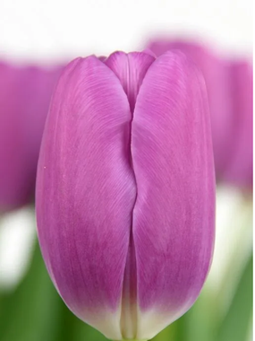 Купить тюльпаны FORTRESS оптом в Улан-Удэ