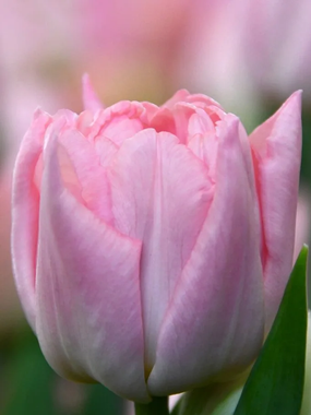 Купить тюльпаны DREAMER оптом в Улан-Удэ