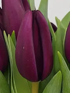 Купить тюльпаны NIGHT VISION оптом в Улан-Удэ