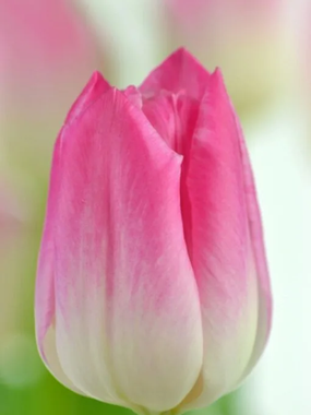 Купить тюльпаны MEMPHIS оптом в Улан-Удэ